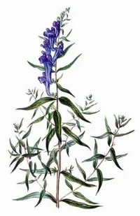 Skullcap possesses certain analgesic properties, meaning that consuming it can help to relieve pain throughout the body, partially through a reduction in inflammation. However, you can form a paste of the dried one and apply it directly to the areas that are experiencing pain. This can be a major boost for the healing of wounds or if you are recovering from an injury. Also, small scrapes and bruises can be healed more rapidly by applying it topically, as the rich phenolic compounds and flavones stimulate blood flow to the skin and help prevent infection.