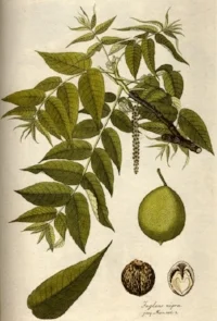 The tannins in black walnut have an astringent effect, which is used to tighten the epidermis, mucous membranes and relieve irritation. Dermatological applications associated with black walnut include viral warts, eczema, acne, psoriasis, xerosis , tinea pedis and poison ivy. The juice from unripe black walnut hulls has been used in folk medicine for many years as a treatment for topical, localized dermatophytic fungal infections, such as ringworm. These fungal infections usually involve the keratinized tissues, such as hair, skin and nails. Such infections may be chronic and resistant to treatment but rarely affect the general health of the patient. It’s been suggested that the biological activity of the black walnut hull is due to the naphthoquinone, juglone (5-hydroxy-1,4 naphthoquinone). The antifungal activity of juglone has also been compared to other known antifungal agents, such as griseofulvin, clotrimazole, tolnaftate, triacetin, zinc undecylenate, selenium sulfide, liriodenine and liriodenine methionine. In a study, it was determined that juglone exhibited moderate antifungal activity similar to zinc undecylenate and selenium sulfide, which are commercially available antifungal agents.