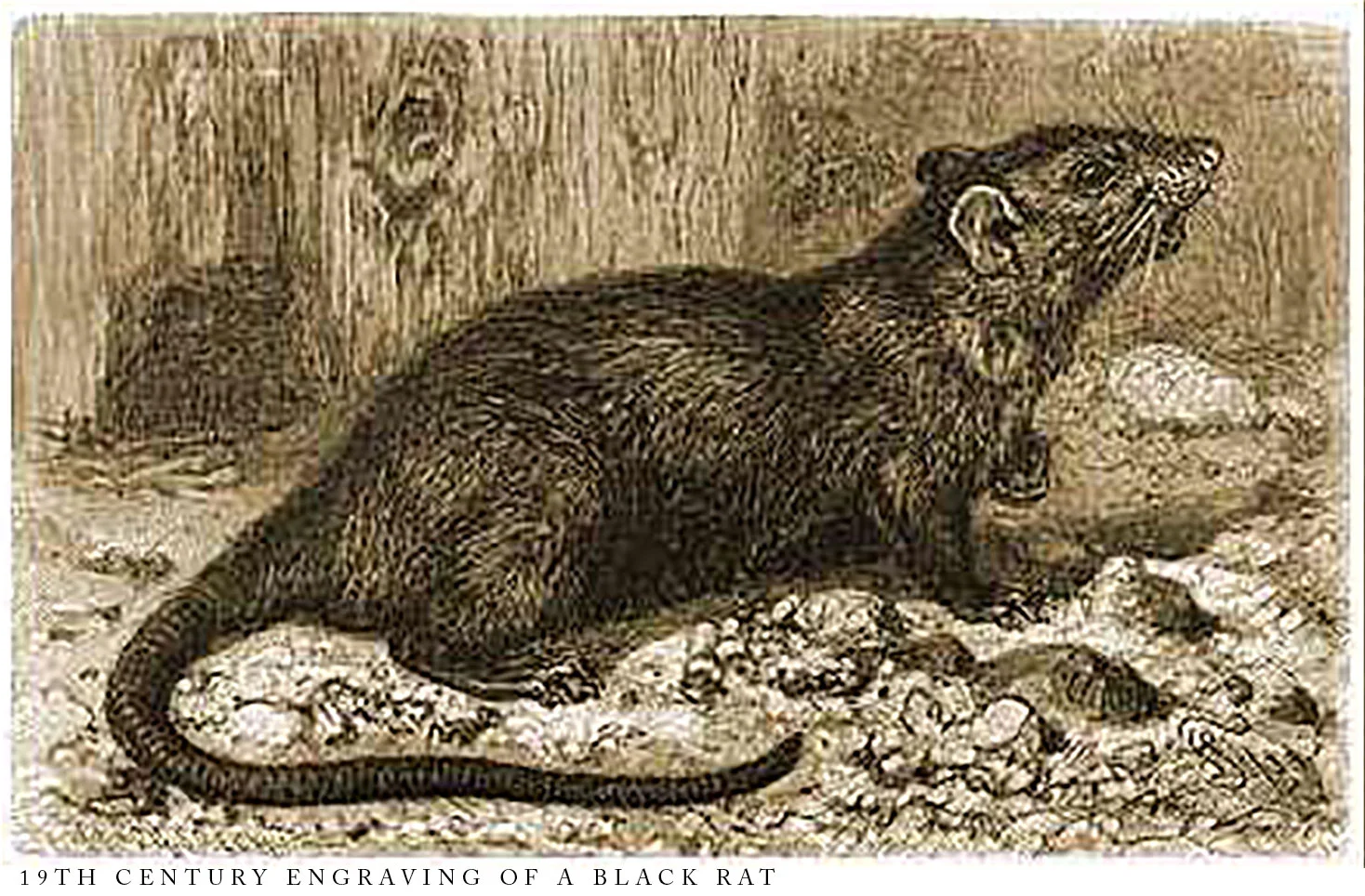 The Rats: a Malediction