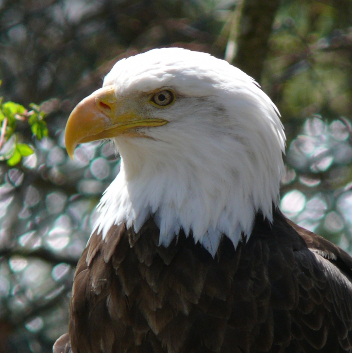 bald_eagle.png