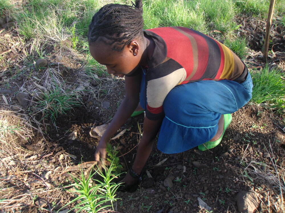 Tree Planting 3.JPG