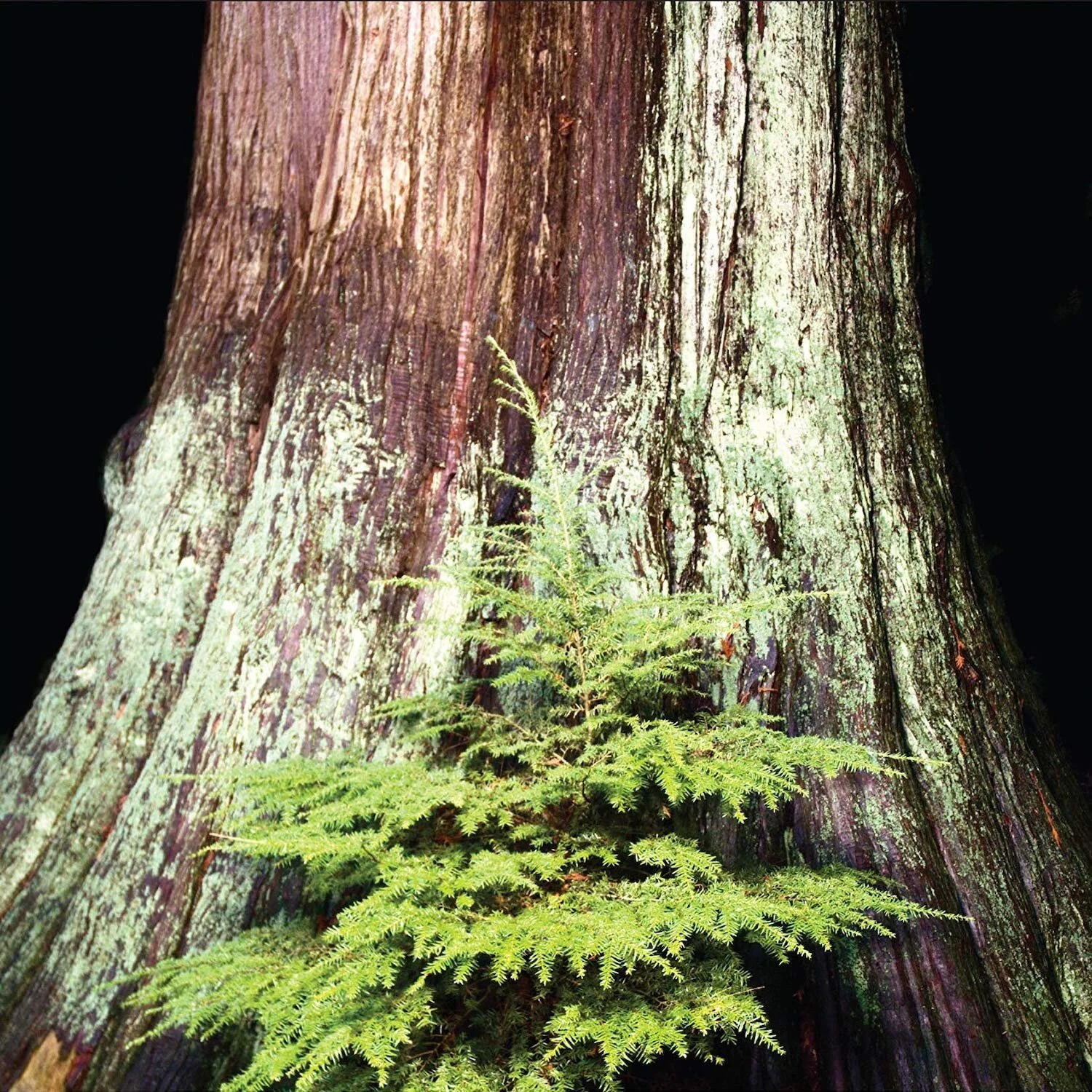 Finding the Mother Tree: Discovering the Wisdom of the Forest with DR. SUZANNE SIMARD - Highlights