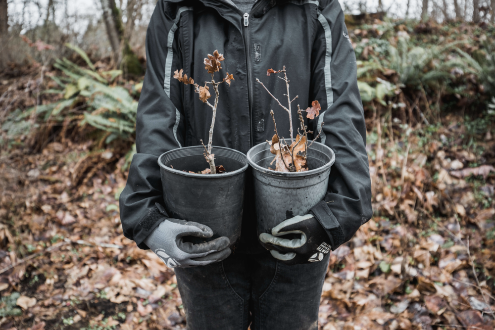 One Tree Planted17.png