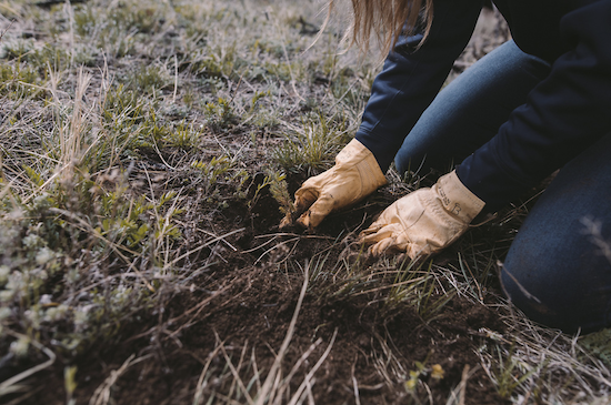 One Tree Planted-ONE-PLANET-PODCAST.png