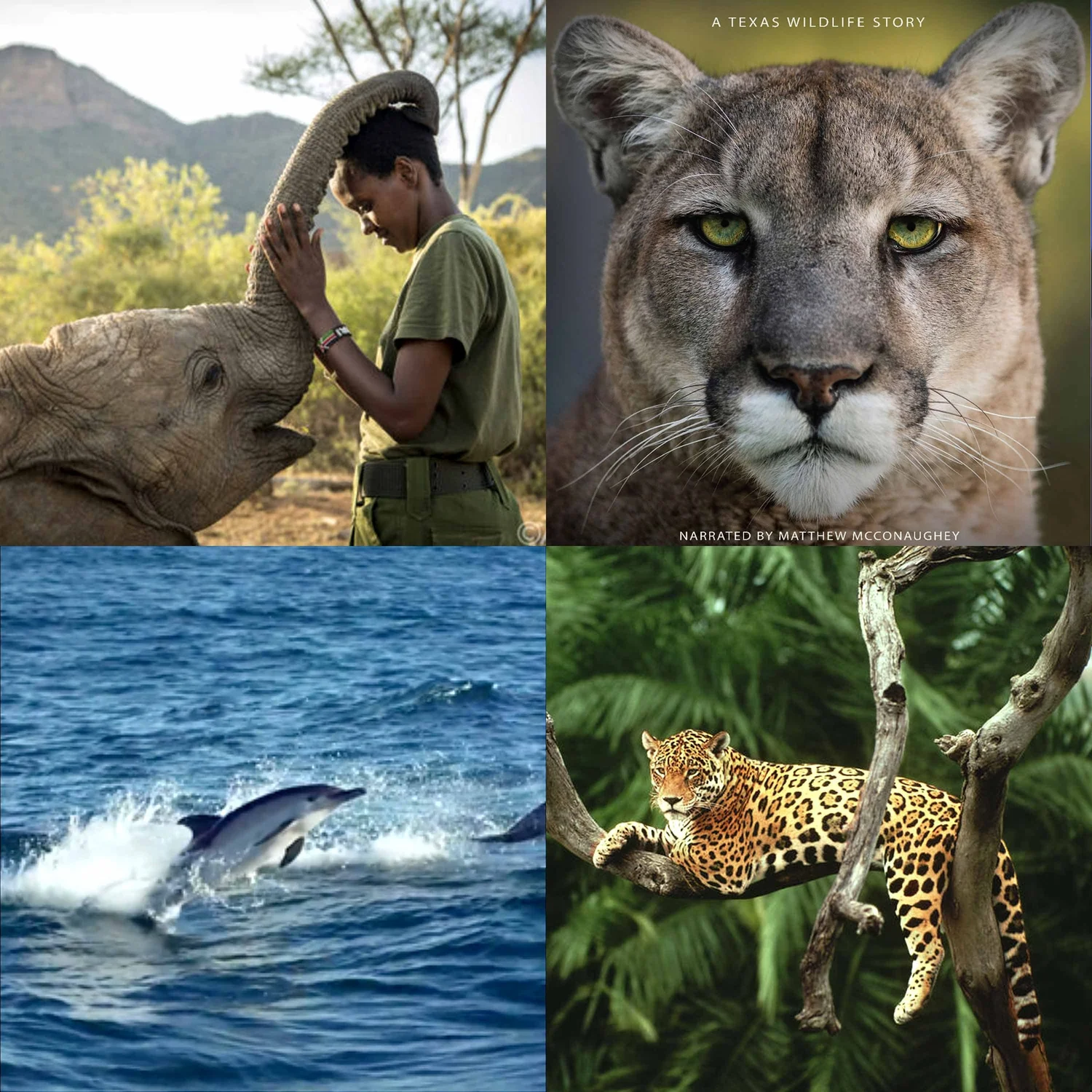 CHRISTOPHER J. GERVAIS - Founder/CEO of Wildlife Conservation Film Festival - Cannes Lions Award-winning Producer