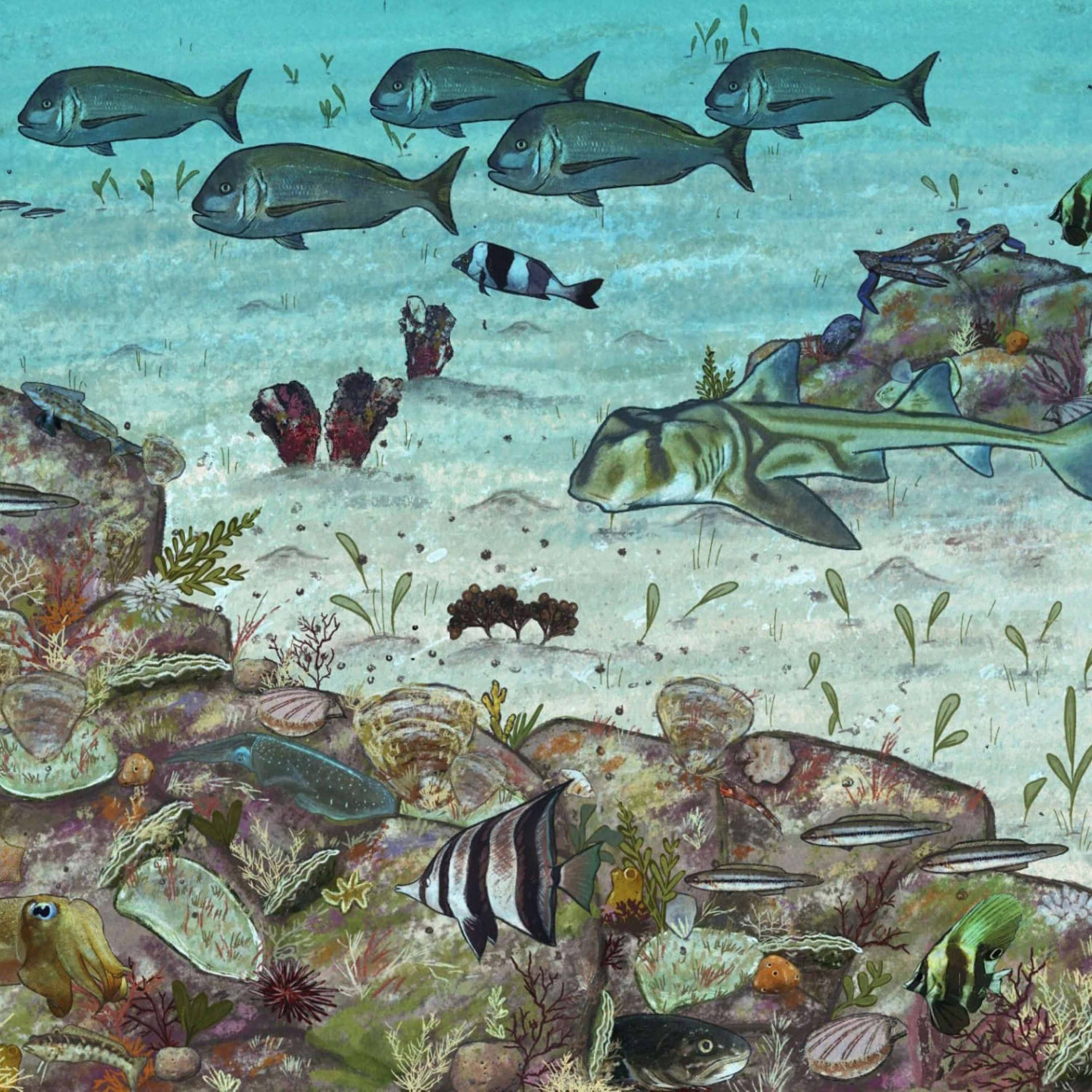 Highlights - DOMINIC McAFEE - Marine Ecologist, University of Adelaide - Restoring Lost Oyster Reefs