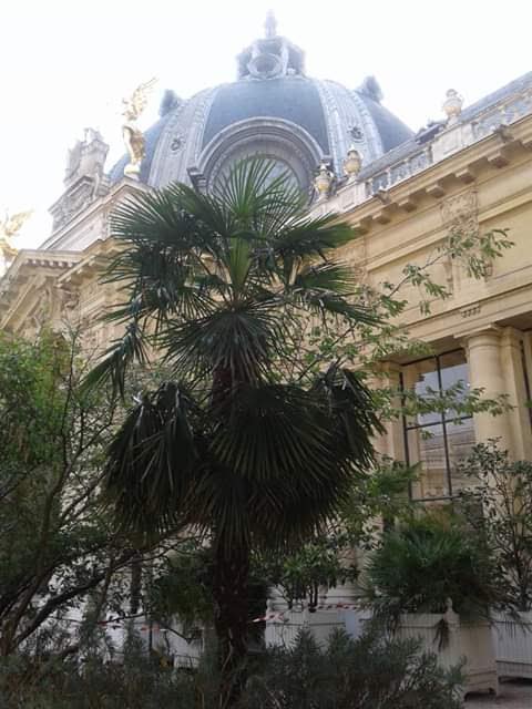 Petit Palais 2.jpg