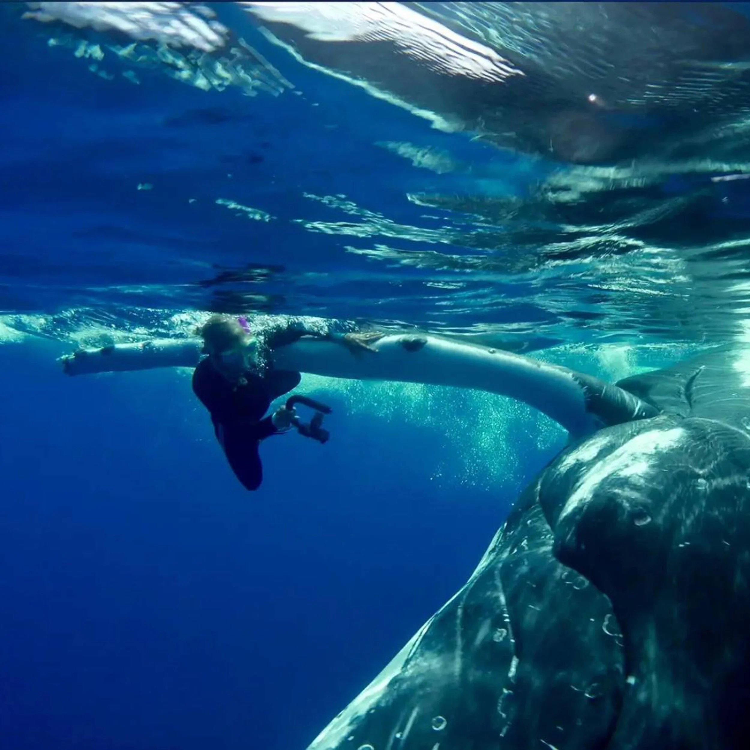Highlights - NAN HAUSER - Whale Researcher - Director, Cook Islands Whale Research - President, Center for Cetacean Research & Conservation