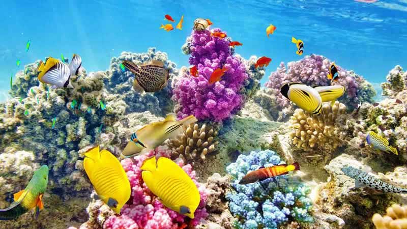 coral-vita-restore-reefs-one-planet-podcast-ST.jpg
