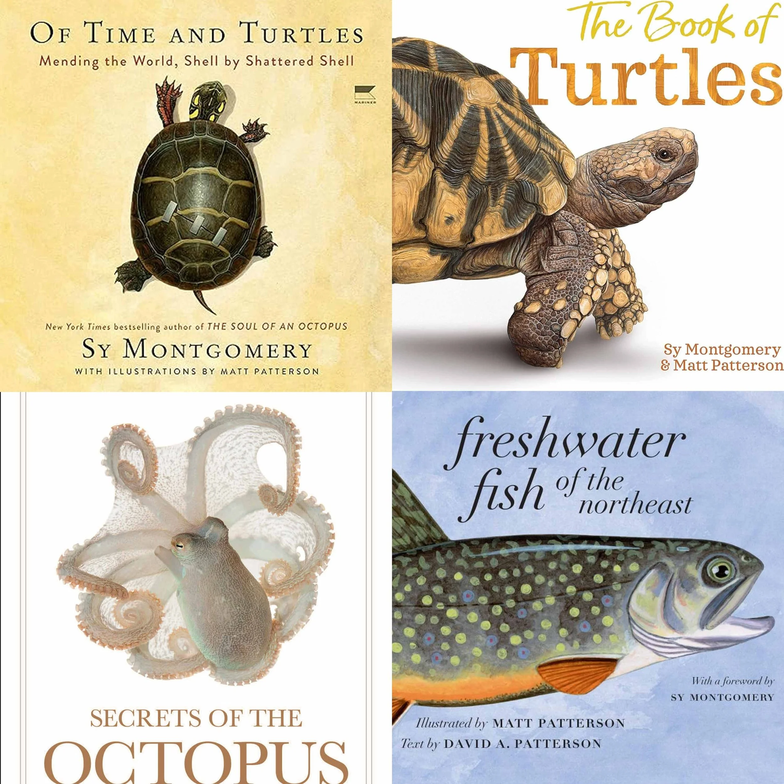 What can turtles teach us about time, patience & wisdom? - Highlights - SY MONTGOMERY & MATT PATTERSON