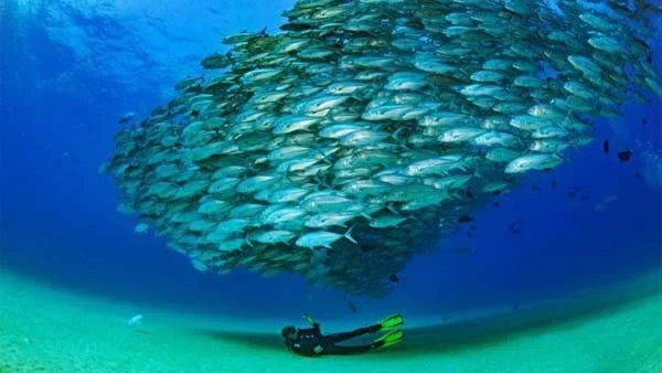 The World’s Aquarium