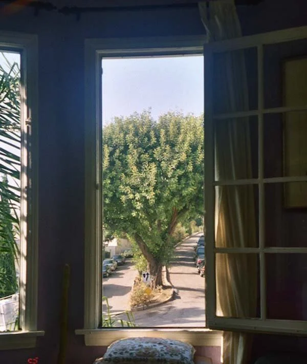 Trees