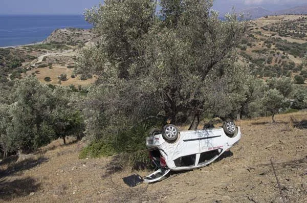 SACRED OLIVE TREE