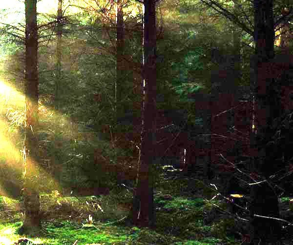 A Girl Goes Into the Forest