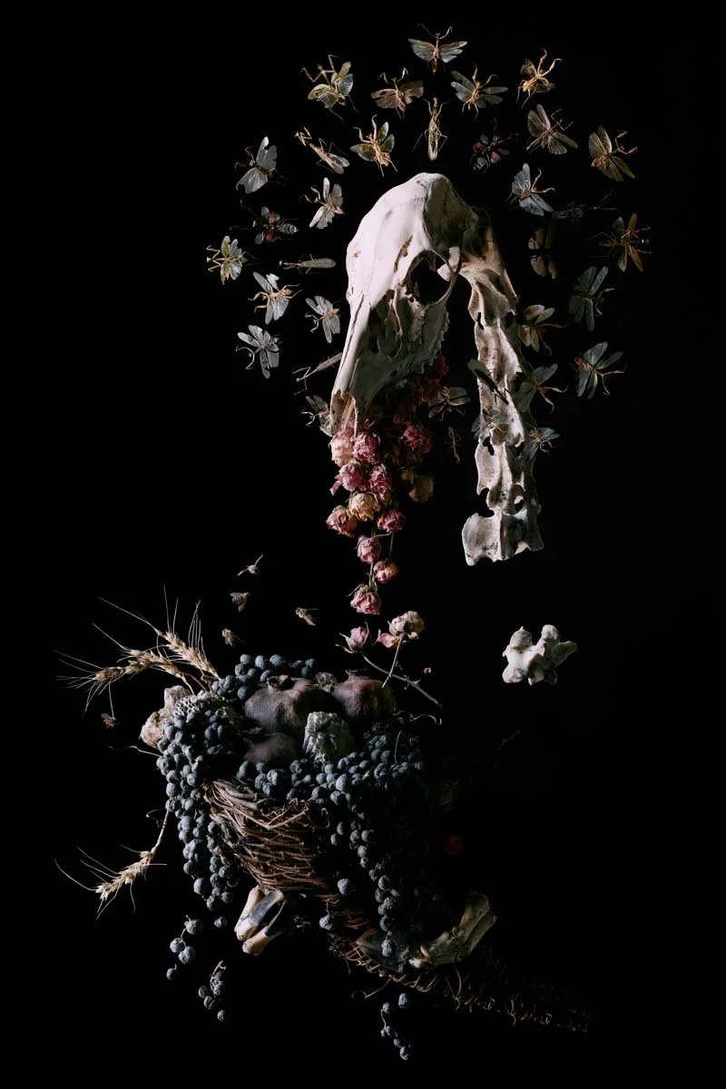   Abundantia (Ask Now the Beasts) , 2023 40 x 26 inches, inkjet print from 8x10 negative 