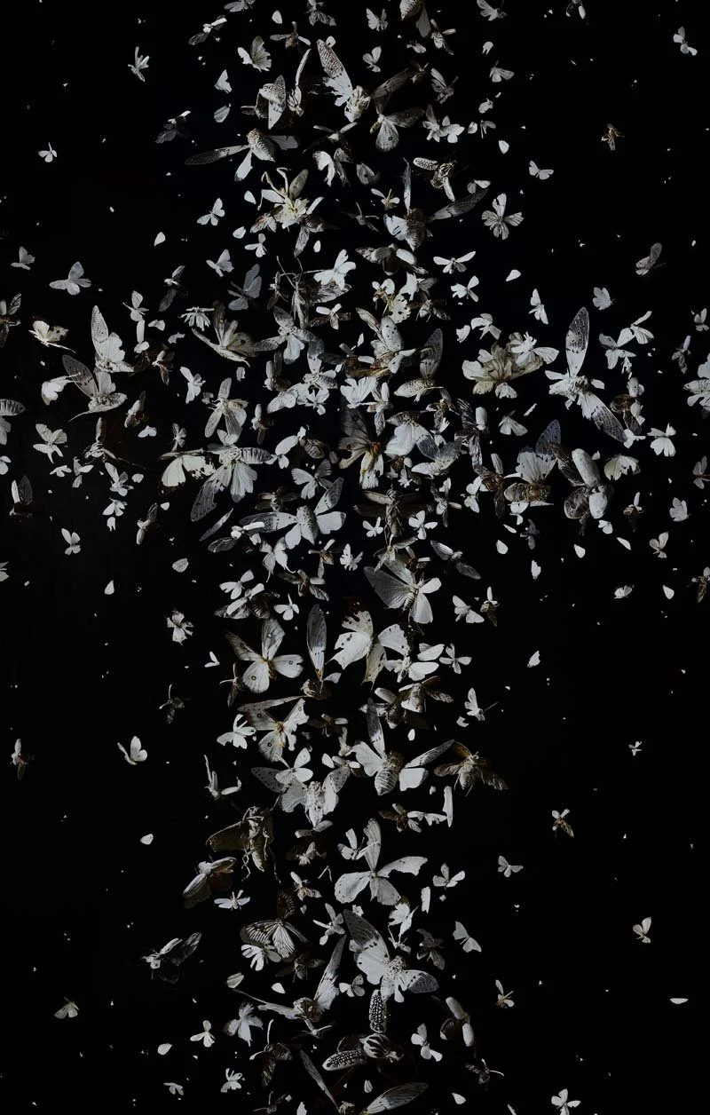   Dilucesco (Ask Now the Beasts),  2024 55 x 35 inches, inkjet print from 8x10 negative 