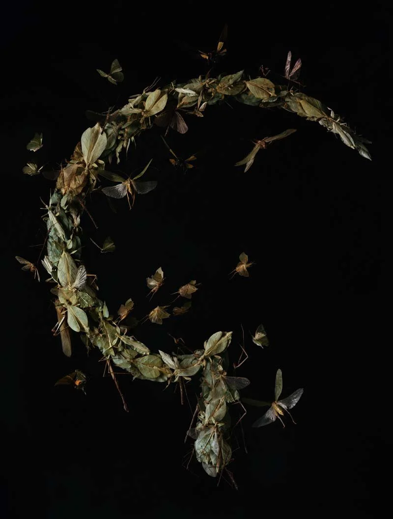   Messis No.1 (Ask Now the Beasts) , 2021 60 x 45.5 inches, inkjet print from 8x10 negative 