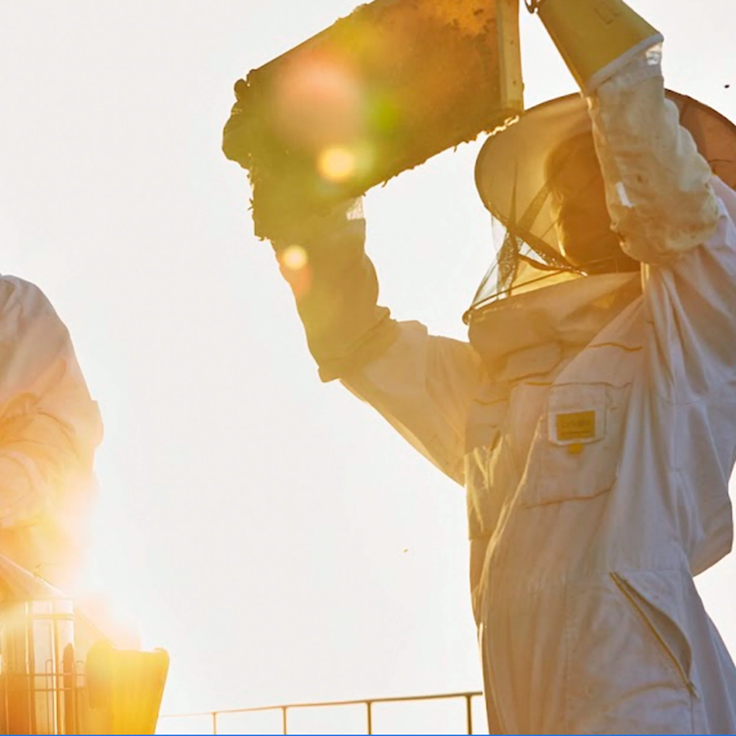 Happy World Bee Day w/ The Best Bees Company Co-Founder NOAH WILSON-RICH - Highlights