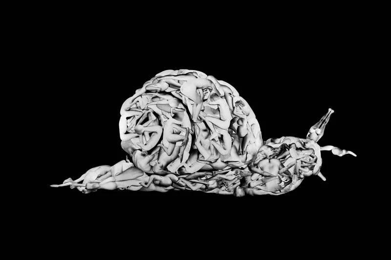  Zantedeschia aethiopica 