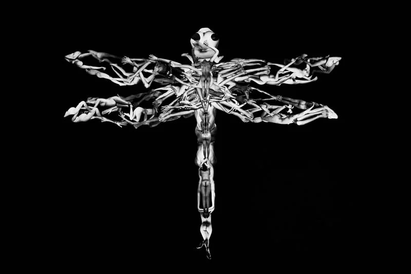  CORDULEGASTER BIDENTATA Odonati Odonata 