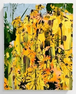  Black Eyed Susan 