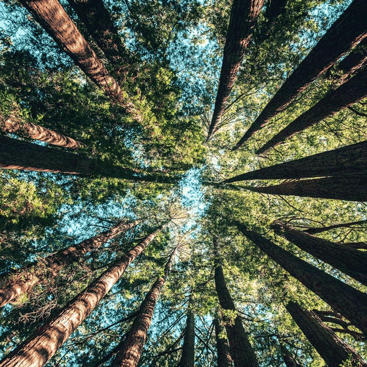 Listening to the Living World