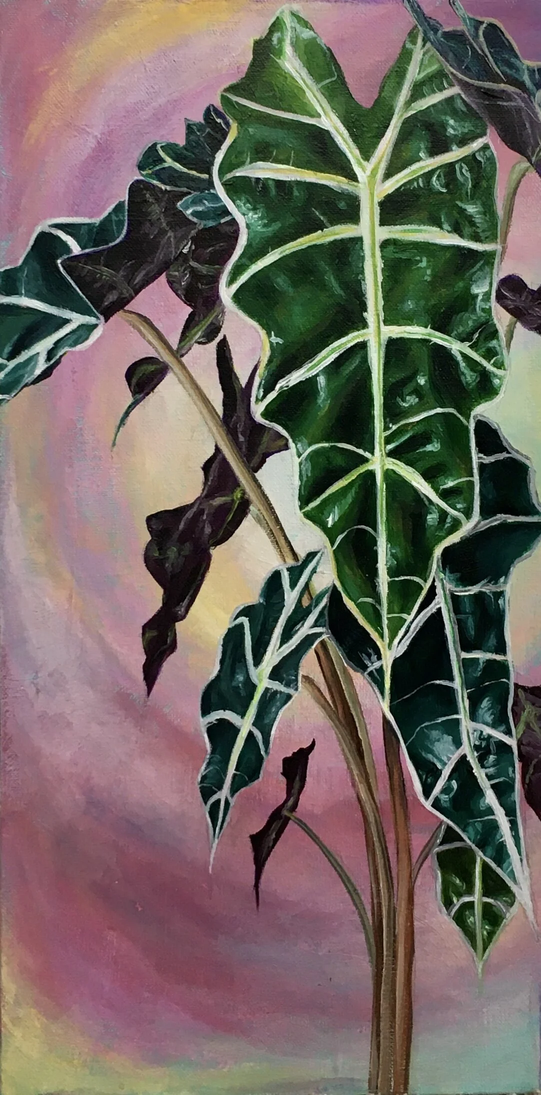 Alocasia