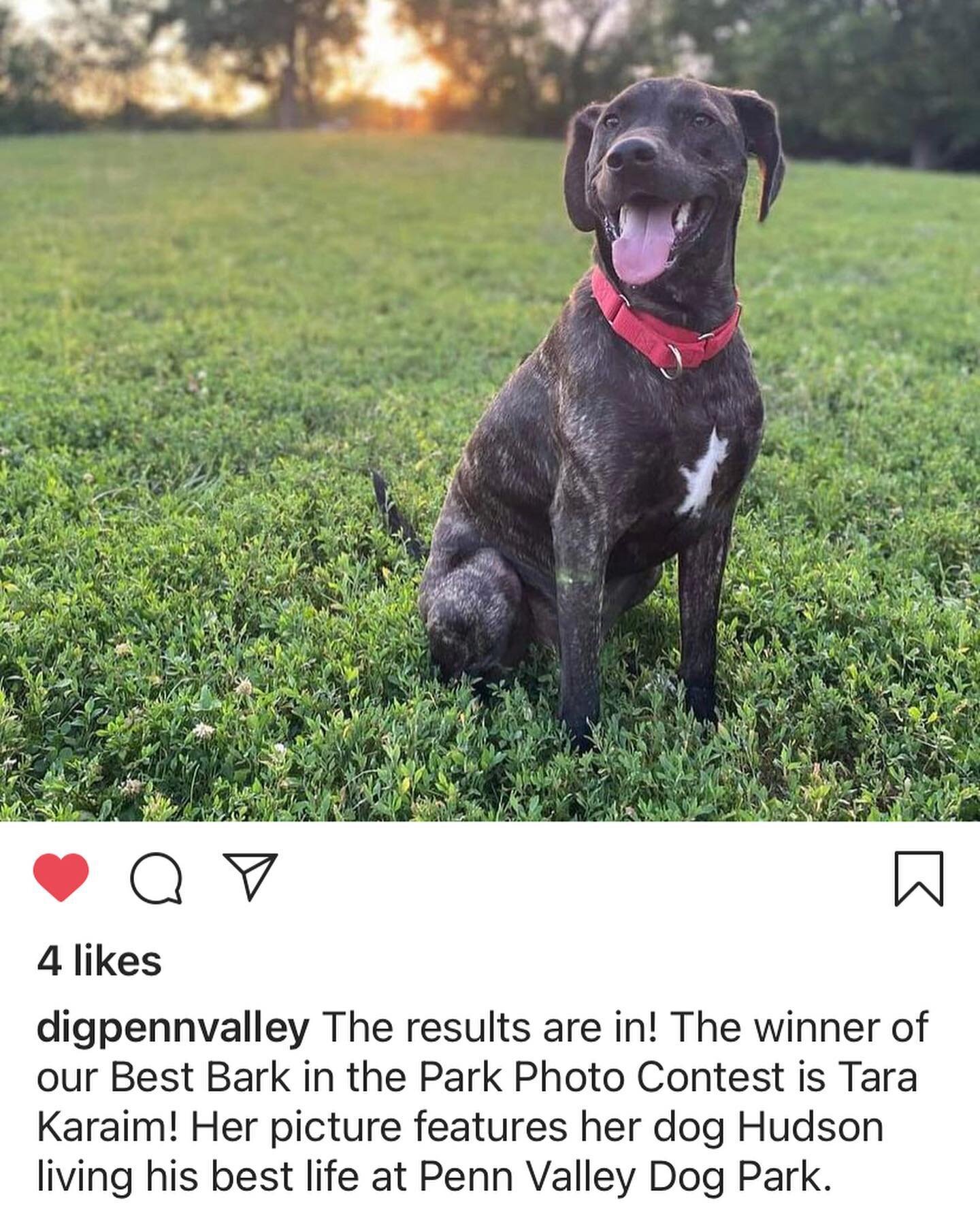 Hudson won Most Handsome Boy at the dog park, or something like that 😋. All dog parents should support @digpennvalley! 
#prouddogmom #dogsofinstagram