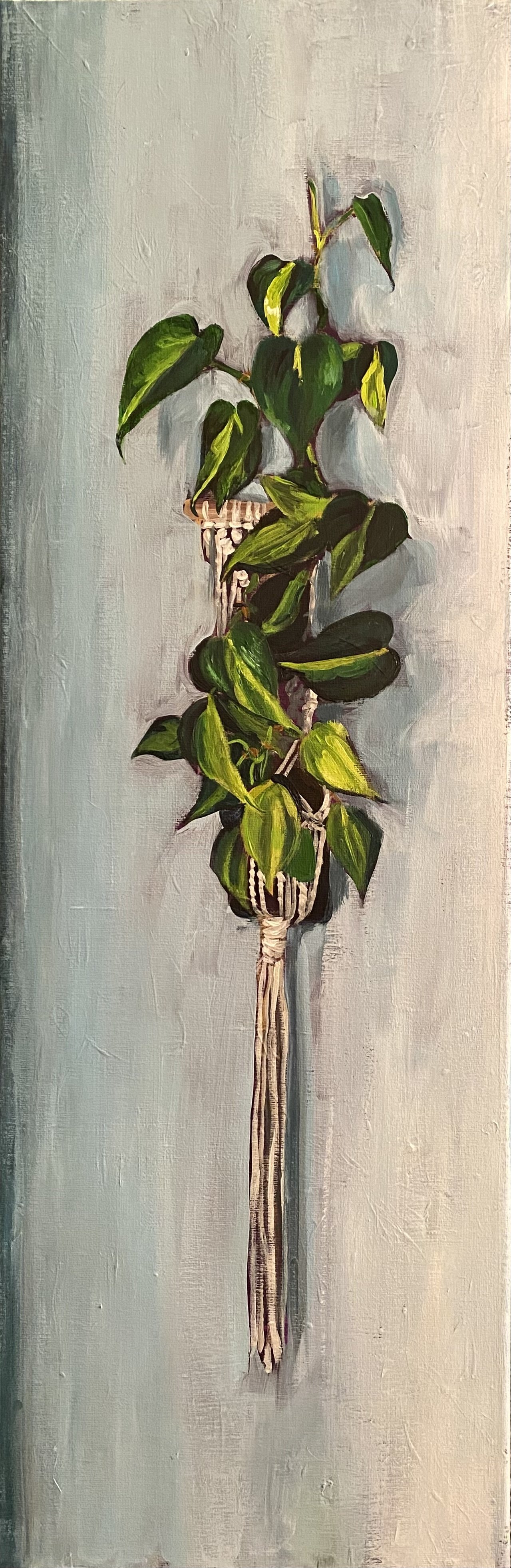 Brazil Philodendron