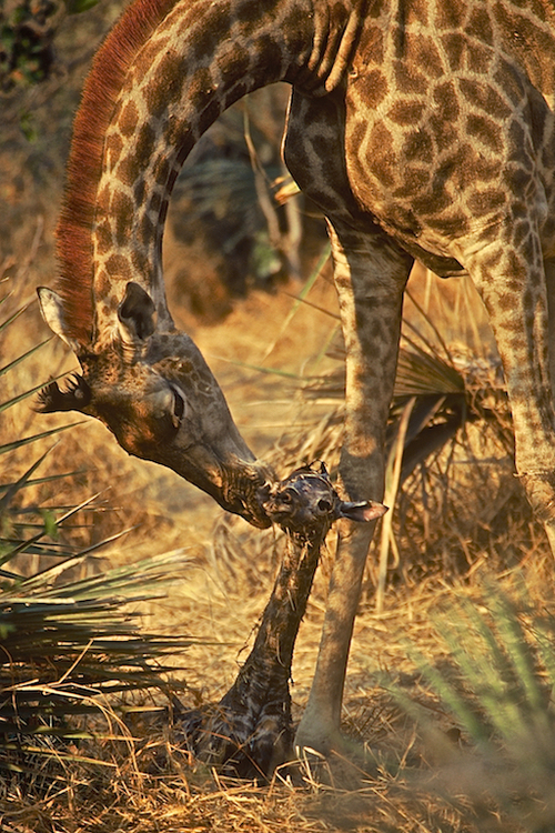 New Life - Giraffe ©Connie Bransilver