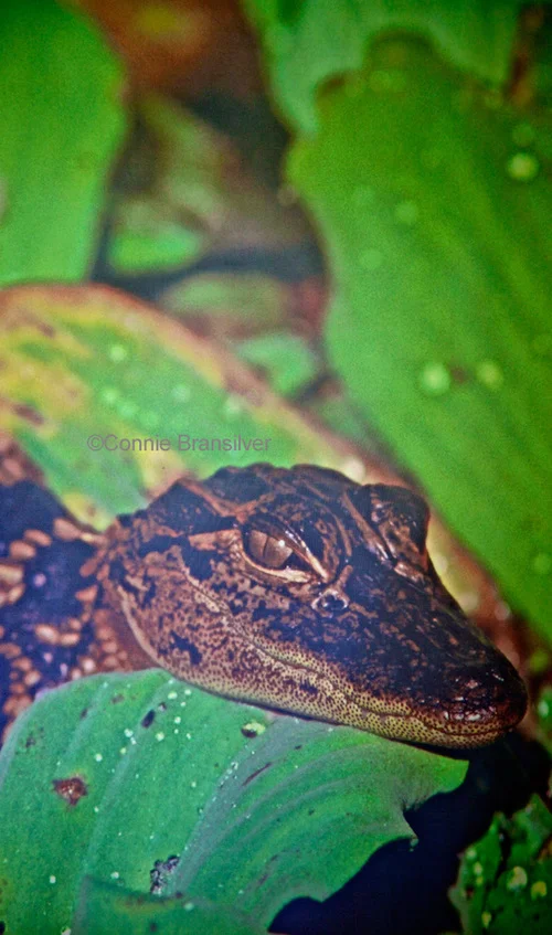 American Alligator (Alligator mississipippiensis)