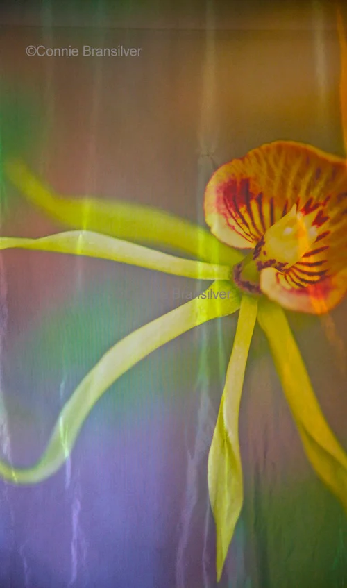 Clamshell Orchid (Encyclia cockleata) Epiphyte