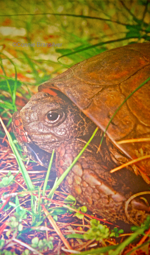 Gopher Tortoise (Gopherus polyphemus)