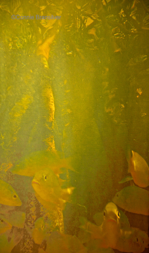 Mangrove Habitat