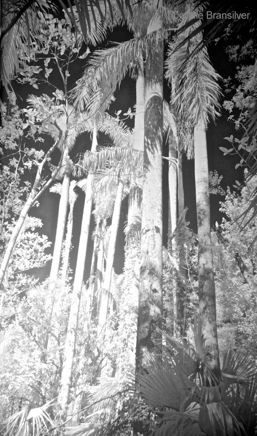 Royal Palm Alley - Infrared (Roystonea oleracea)