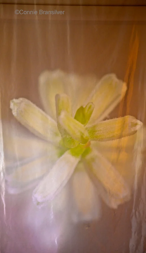 Spranthes Orchid (Spiranthinae) Terrestrial
