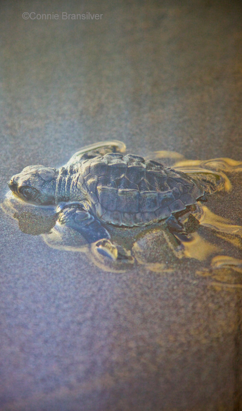 Loggerhead Hatchling (Caretta caretta)