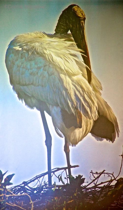 Wood Stork (Mycteria americana)