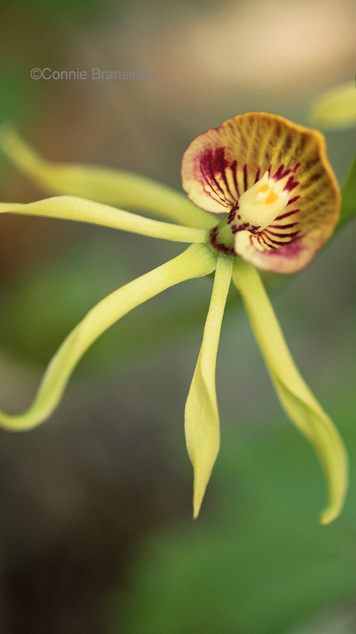 Clamshell Orchid (Encyclia cockleata) Epiphyte