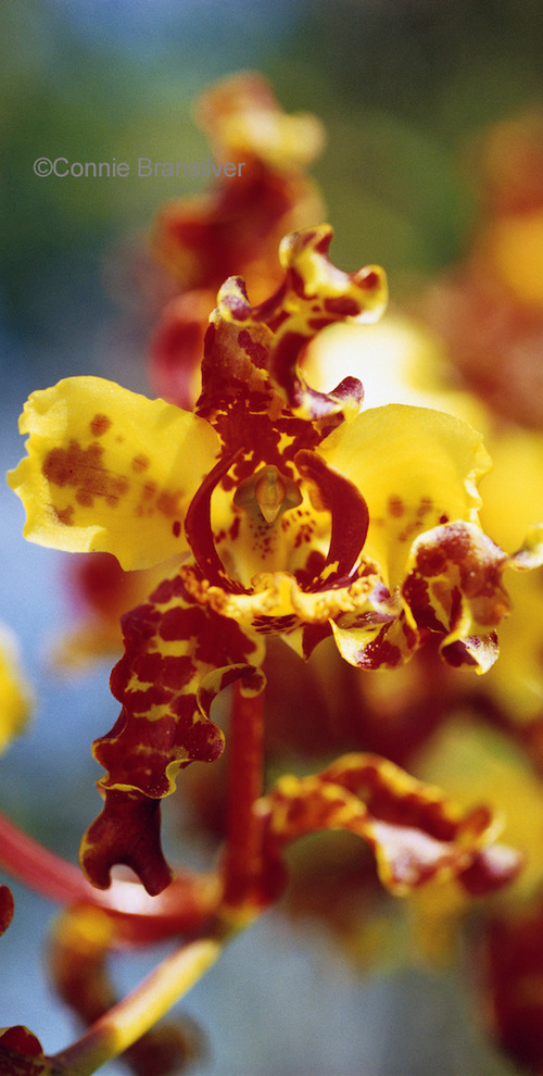Bee Swarm Orchid (Cyrtopodium Punctatum Epiphyte)