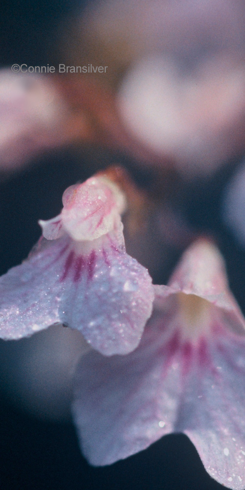 Delicate Ionopsis (Ionopsis utricularoides) Epiphyte