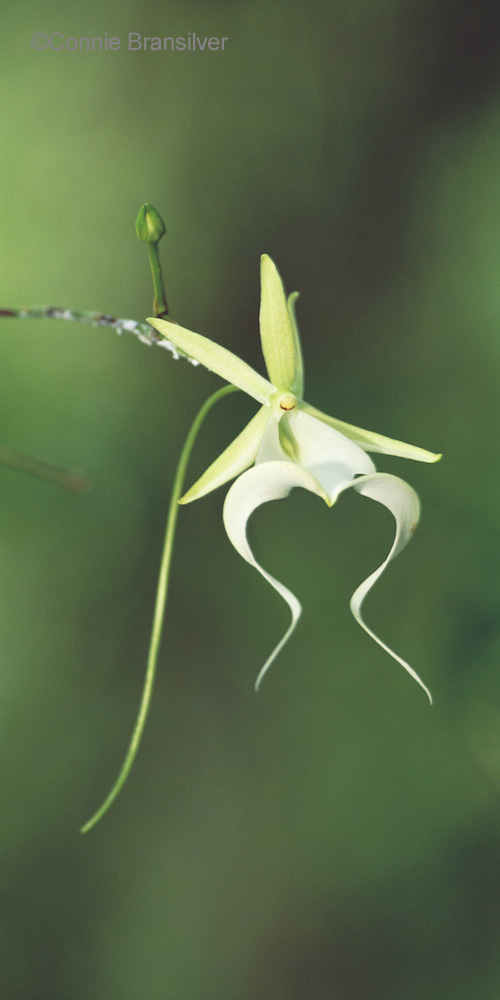 Ghost Orchid (Dendrophylax lindenii) Epiphyte