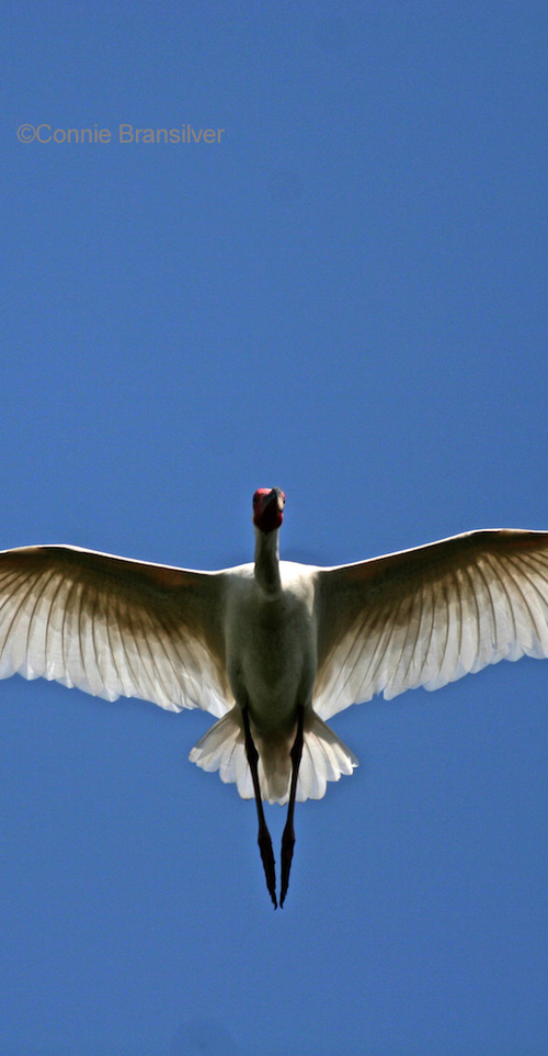 Florida Sandhill Crane (Grus canadensis pratensis)