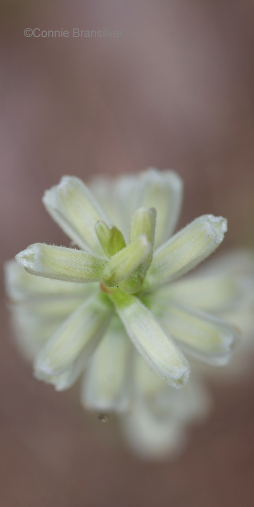 Spranthes Orchid (Spiranthinae) Terrestrial