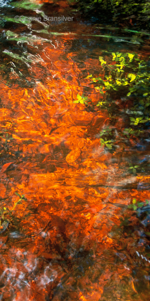 Clear & Fresh Swamp Water