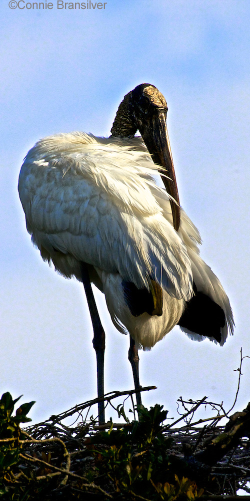 Wood Stork (Mycteria americana)