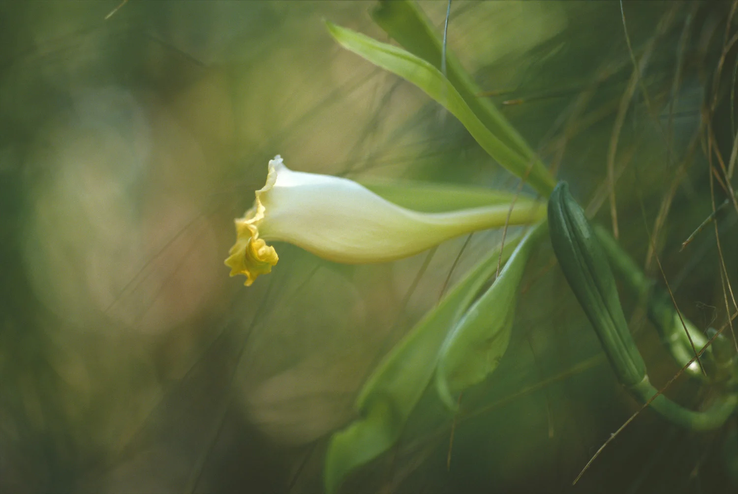 Vanilla Orchid