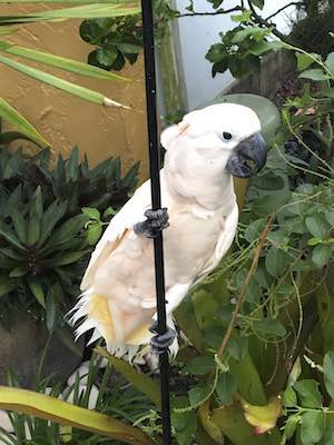 Bud E. Cockatoo - NFS