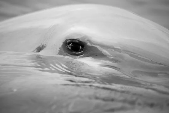 Eye of the Dolphin ©Connie Bransilver