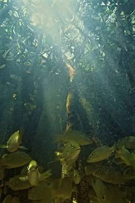 Under the Mangroves ©Connie Bransilver